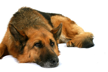 chien berger allemand allongé