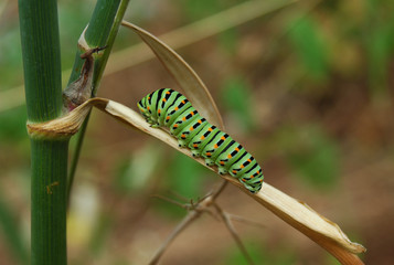 chenille