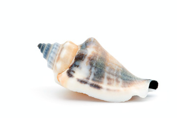 Seashell