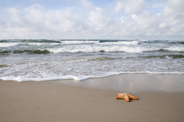 Fototapeta na wymiar Starfish on sandy beach
