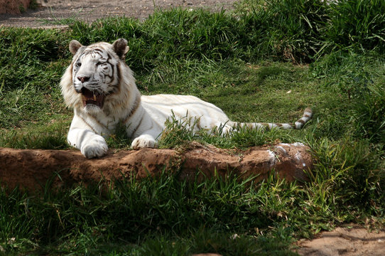 The tiger-albino lays on a grass