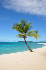 Crédence de cuisine en verre imprimé Caraïbes île aux palmiers