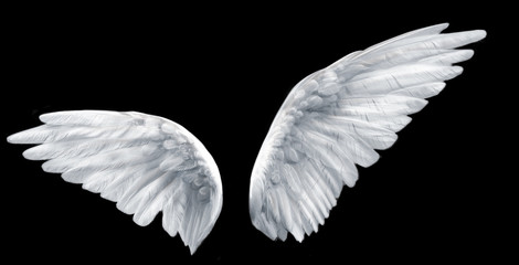 angel wings - obrazy, fototapety, plakaty