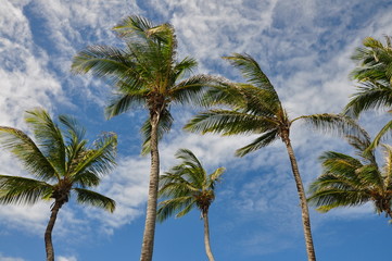 Fototapeta premium palm island