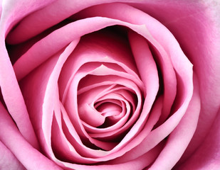 Fototapeta na wymiar pink rose