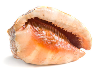 orange seashell
