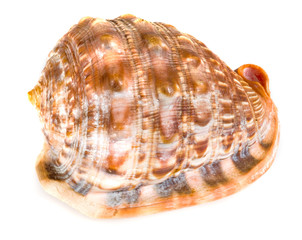 brown seashell