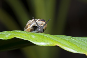Caracol sobre hoja
