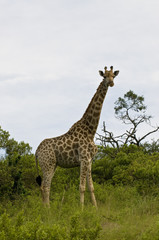 Giraffe