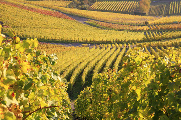 Weinberg im Herbst