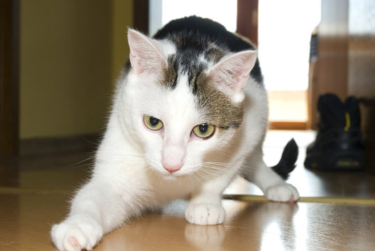Katze