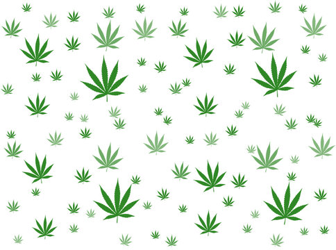 Feuilles de Cannabis sur fond blanc