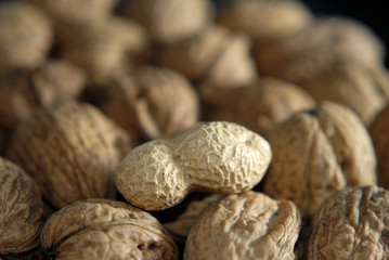 Einwanderer (Erdnuss) II