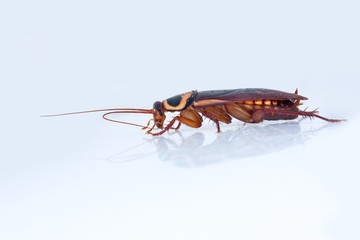 cockroach sideview