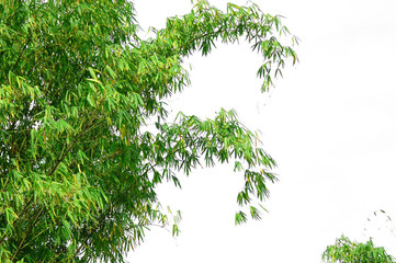 bamboo