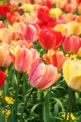 Spring tulips close-up - 11156078