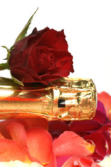champagne et rose rouge