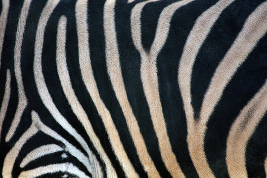 Zebramuster