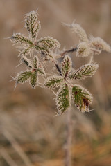 feuilles gelées