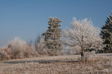 arbre gelé