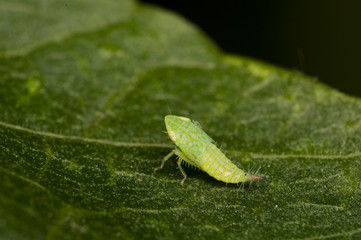 cicada