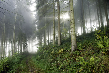 forêt et lumière