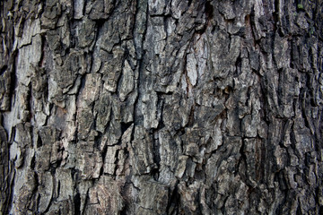 Bark Background