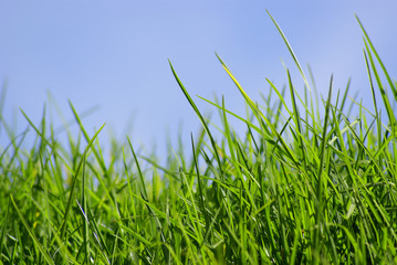 Obraz premium gras