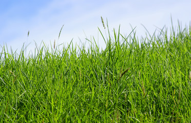 Obraz premium gras