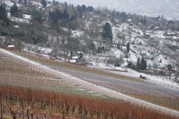 vineyard in snow