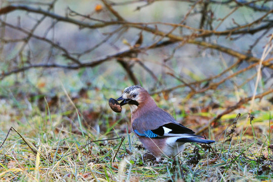 Jay - Ghiandaia