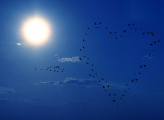 birds flying in a heart-shape
