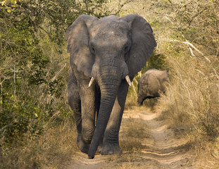 Fototapeta premium Elephant Walking On Dirt Road
