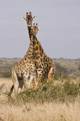 A Tower Of Giraffes