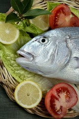 Denton, Mediterranean sparus fish, gilthead, snapper