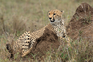 cheetah acinonyx jubatus in the serengeti