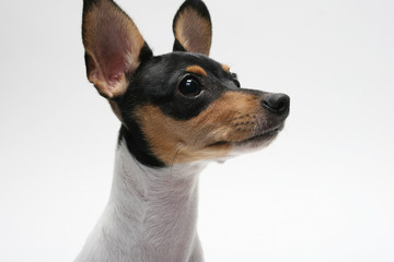 Fox Terrier