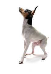 Fox Terrier