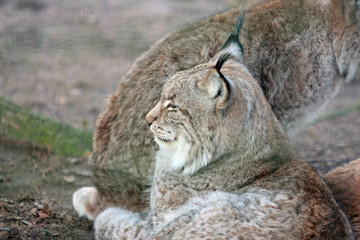 Fototapeta premium Luchs