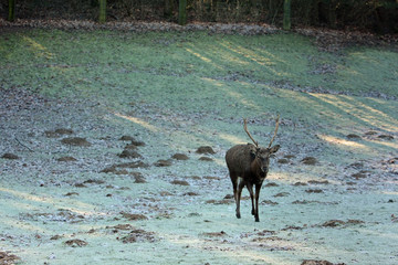 Hirsch © Petra Kohlstädt