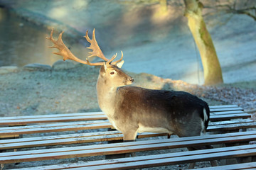 Hirsch © Petra Kohlstädt