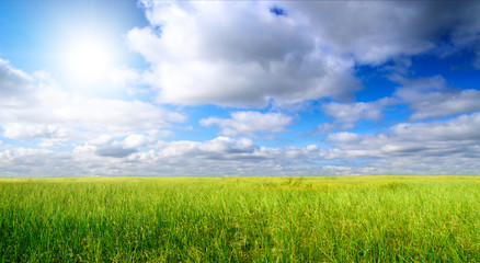 field of gass and sun