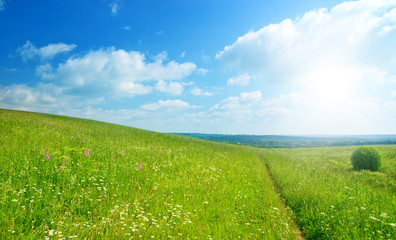 green field and blue sky
