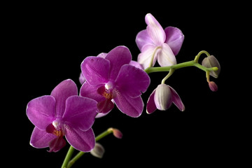 Fototapeta na wymiar A sprig of pink orchids against a black background