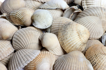 Shells