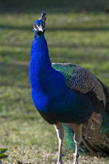 Fototapeta premium Peacock