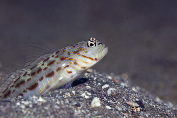 ornate shrimpgoby