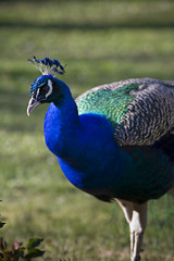 Obraz premium Peacock
