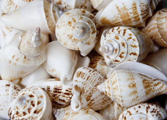 Sea Shells Background