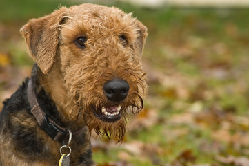 Smiling dog